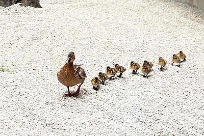 三菱京都病院 かるがもの親子