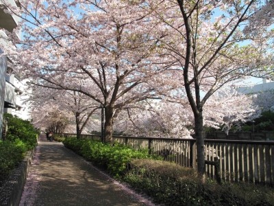国家公務員共済組合連合会　東京共済病院 緑豊かな環境