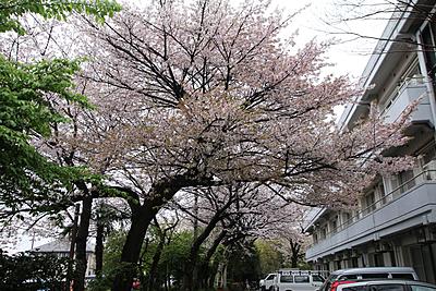 相模原南病院 日常風景2